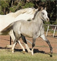 (VIC): IMPERIAL CAMELLIA - Section A Welsh Filly