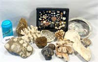 Large Shell Collection Clam & Pearl, Coral, Fossil