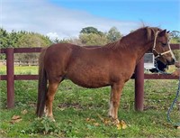 (VIC): RICHDALE CHELSEA BELLE - Welsh A mare