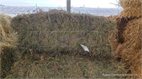 10 3rd Alfalfa Grass