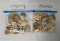 Assorted Atlantic Seashells / Shells ~ 2 Bags