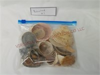 Assorted Atlantic Seashells / Shells