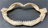 10" Shark Teeth Skeleton