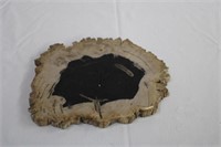 Fossilized wood slice