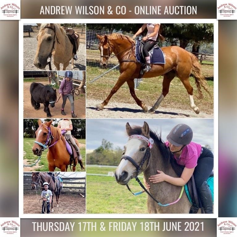 ANDREW WILSON & CO: ONLINE AUCTIONS - HORSE & SADDLERY (AUS)
