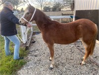 (VIC): AVLON SWS - Welsh A Filly
