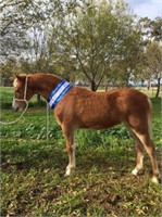 (VIC): AVLON ANABEL - Welsh A Filly