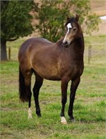 (VIC): IMPERIAL JUSTYEE - Welsh B Filly