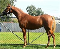 (NSW): JEZLYN ALL THAT JAZZ - Welsh B Filly