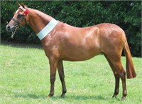 (VIC): ASCOT ROSE MARIE -Part Welsh Mare