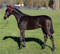 (VIC): EMPIRE FIRST EDITION - Part Welsh colt