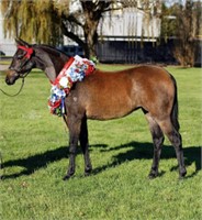 (VIC): EMPIRE QUEEN OF DIAMONDS - Part Welsh Filly