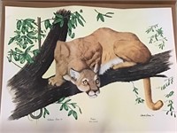 Signed/Numbered Cougar by Gene Gray