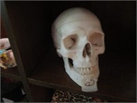 Model Skull