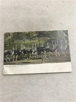 Hot Springs Arkansas ostrich farm postcard