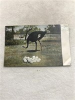 Hot Springs Arkansas ostrich postcard