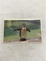 Penguin postcard