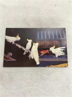 Cockatoo postcard