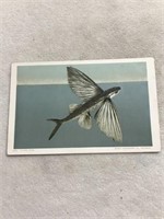Silver flying fish postcard