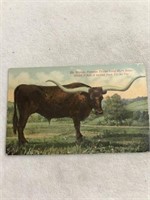 Postmark 1915 the worlds famous Texas longhorn