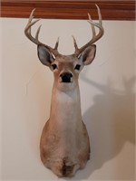Mounted 9 Point Buck Whitetail