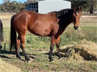 (VIC): (UNNAMED 2015) - STANDARDBRED MARE