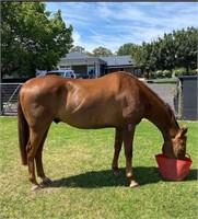 (NSW): BANJO - Stock Horse Gelding