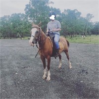 (NSW): SASSY - Quarter Pony Mare