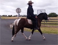 (SA): LUKA - Australian Pony Gelding