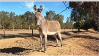 (NSW): OWEN & ARRON - Donkey Gelding