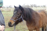 (VIC): BINDII - Arabian Pony x Shetland Filly