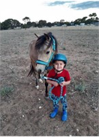 (SA): MAXI - Welsh x Riding Pony Gelding