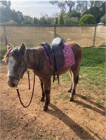 (VIC): Welsh Mountain Pony Colt