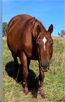 (NSW): SPIN - QH Mare