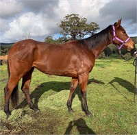 (VIC): PRINCESS (RED ETCETERA 2016) - TB Mare