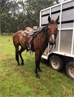 (NSW): TRICKY - Stock Horse Mare