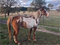(VIC): PENNY - QH Mare