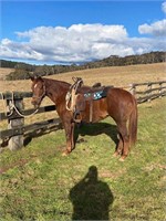 (NSW): LACEY - QH Mare