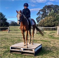 (NSW): POPPY - Welsh x Riding Pony Mare