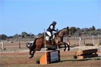 (VIC): CIAO (CHOW MEOW 2009) - TB Gelding
