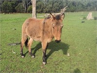 (VIC): HOLLY - Mule Female