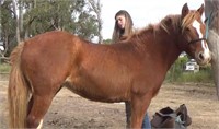 (NSW): POPPY - Paint Pony Mare