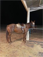 (VIC): AROMIST WILLOW - ASH Mare