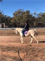 (NSW): HARRY - Arabian Riding Pony Gelding