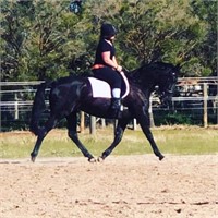 (VIC): MIDDY - Standardbred Mare