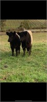 (VIC): 2 Belted Galloway Heifers