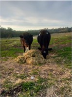 (VIC): 2 Dairy Heifers