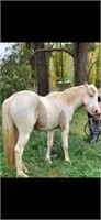 (VIC): SKID - Paint x Stock Horse Colt