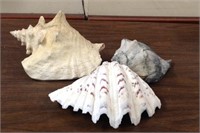 3 decorative sea shells