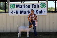 Reserve Champion Market Goat- Konner Workman